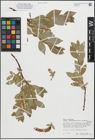 Foto von Salix hastata subsp. subintegrifolia (Flod.) Flod.